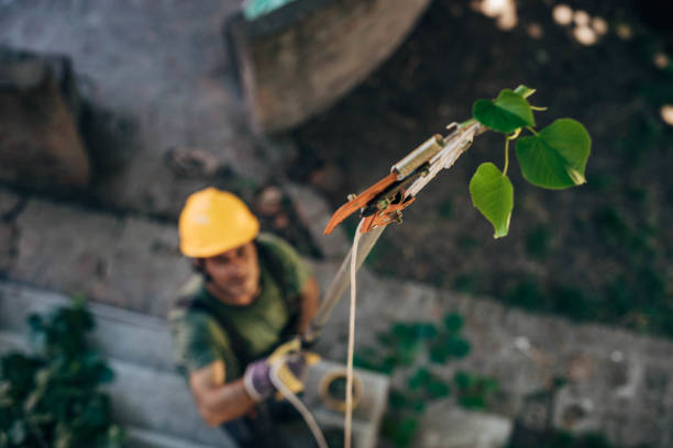 How Our Tree Care Process Works  in  Thermal, CA